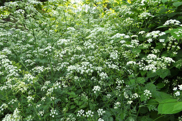 Anthriscus sylvestris grows in the wild