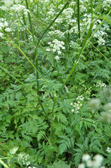 Anthriscus sylvestris grows in the wild