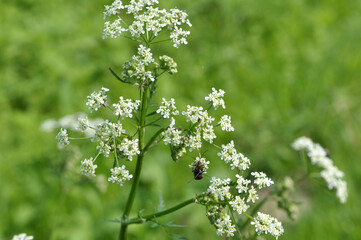 Anthriscus sylvestris grows in the wild