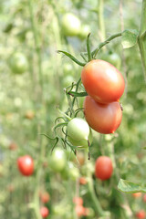 Red and yellow Tomatoes in greenhouse garden. Ripe Tomato plant growing in greenhouse. Fresh organic tomatoes field agriculture. Fresh organic vegetables. Healthy eating. Autumn  and Harvest Concept
