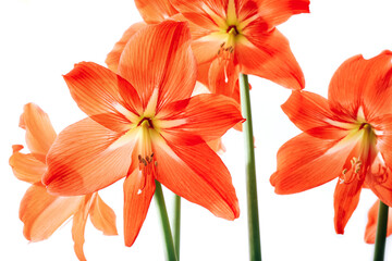 Hippeastrum rutilum in full blooming on white background