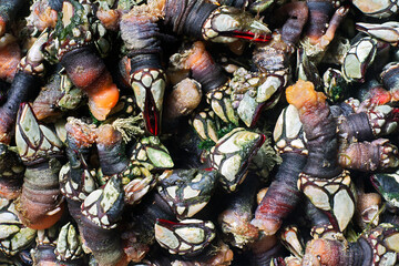boiled  barnacles percebes typical seafood in the food of Galicia, Spain