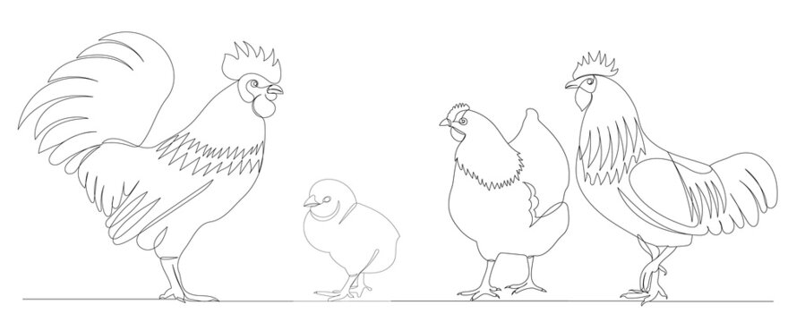 Hen Chicken Standing Engraved Hand Drawn Sketch Stock Vector - Illustration  of background, animal: 262468788