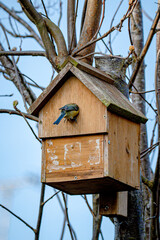 Garden wildlife, bluetits, cyanistes caeruleus, building a nest of moss and twigs
