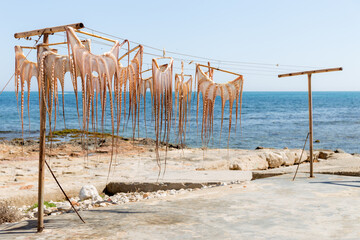 Octopus dried in the sun on the beach