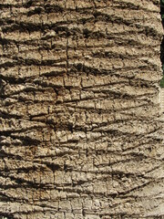 Palm tree texture