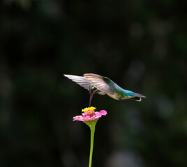 Colibrí 