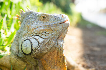 Green iguana also known as the American iguana is a lizard reptile in the genus Iguana in the iguana family. And in the subfamily Iguanidae.