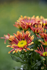 Fresh bright special chrysanthemums.  Background for a beautiful greeting card. Autumn and summer flowers in the garden. Flowering yellow  and orange chrysanthemum. Close up detail with lovely bokeh.