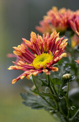 Fresh bright special chrysanthemums.  Background for a beautiful greeting card. Autumn and summer flowers in the garden. Flowering yellow  and orange chrysanthemum. Close up detail with lovely bokeh.