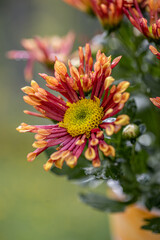 Fresh bright special chrysanthemums.  Background for a beautiful greeting card. Autumn and summer flowers in the garden. Flowering yellow  and orange chrysanthemum. Close up detail with lovely bokeh.