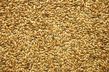 Cara Munich malt for beer making, flat lay photography for brewery