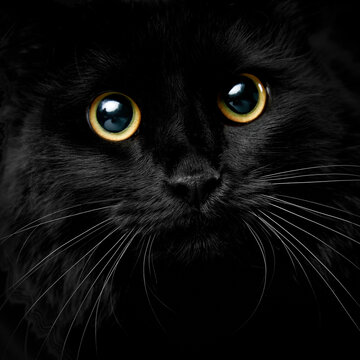 Cute muzzle of a black cat closeup image, isolated black background.