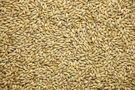 Pilsner malt flat lay photography, for beer making brewery