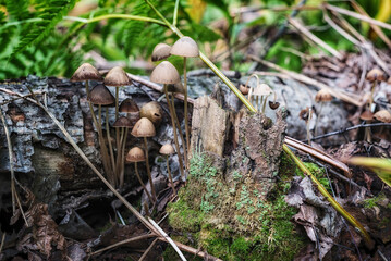 Psilocybin hallucinogenic mushroom in the forest, background.