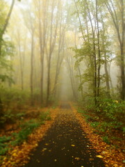 Fototapeta na wymiar Morning in the forest. Morning fog. Forest after the rain. Autumn forest. mystical forest 