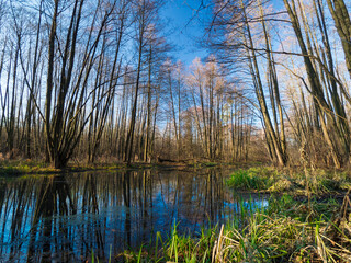 Forest Lake. Swamp in the forest. Spring day