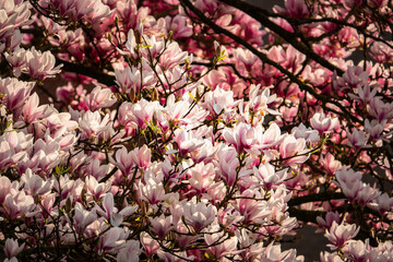 Fototapeta na wymiar The color of spring