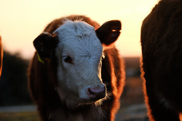 Hereford calf with glow of sunset on cow farm. - obrazy, fototapety, plakaty
