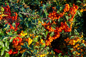 Fototapeta premium rowan berries sea buckthorn orange and yellow berries