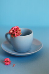 Blue cup with pink flowers on a blue background, kalanchoe flower, still life, space for text template