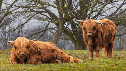 Two Highland cows on green grass with a slightly blurred background with trees in Dutch nature reserve Mookerheide