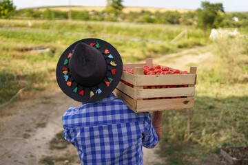 Happy farmer holding harvested eco tomatoes walking with a full crate on hist shoulders