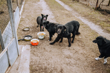 Black, shy, angry, aggressive, hungry mongrel dogs eat food from a bowl in nature.