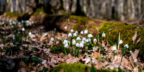 Frühlingsknotenblume - Leucojum vernum - Märzenbecher - Großes Schneeglöckchen