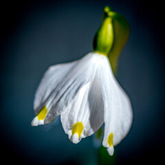 Frühlingsknotenblume - Leucojum vernum - Märzenbecher - Großes Schneeglöckchen