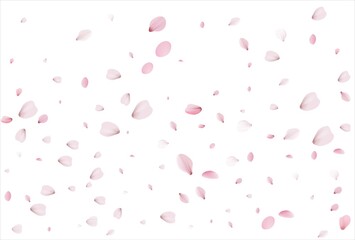Sakura petals. Cherry petals backdrop
