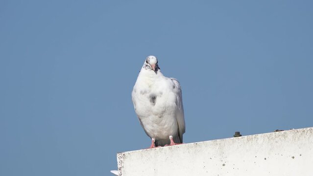 A white dove standing on a roof with a blue sky in the background
