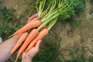 Man, farmer, worker holding in hands homegrown harvest of fresh orange carrots. Private garden, natural economy, hobby and leisure concept