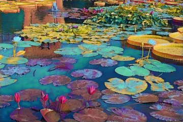 Foto op Canvas Large pond with different types of Lillies, and flowers in bloom.  © JMP Traveler