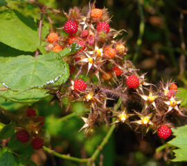 This Wild Japanese Wineberry, aka Wine Raspberry, is near Cashiers, North Carolina, in the Appalachian Mountains, its primary U.S. growing location.
