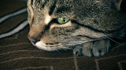 close up of a cat