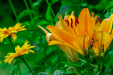 Obraz premium yellow flower in the garden