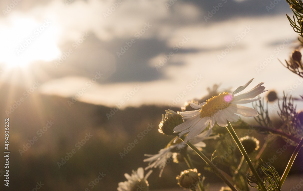 Wall mural daisies bask in the summer sun