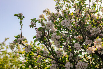 blossoming tree