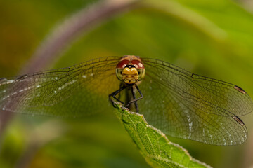 close up of dragonfly