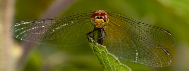 dragonfly on a branch