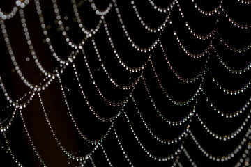 spider web with dew drops