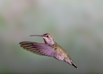 Hummingbird in Flight
