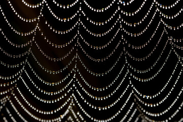 spider web with dew drops