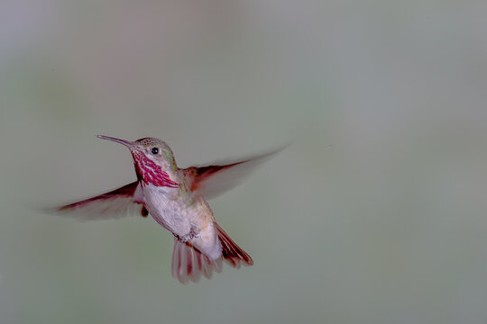 Hummingbird in Flight