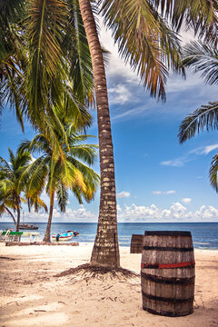 Palm trees on sunny beach with old barrel on sand with Caribbean Sea on background in Dominican Republic on Saona island as tropical scenery  