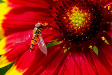 bee on flower