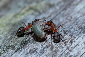 red ant