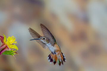 Hummingbird in Flight