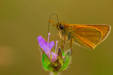 butterfly on flower